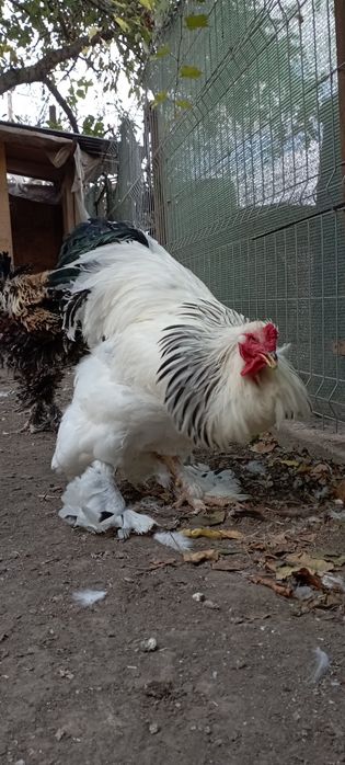Cocoși Brahma și Frezat