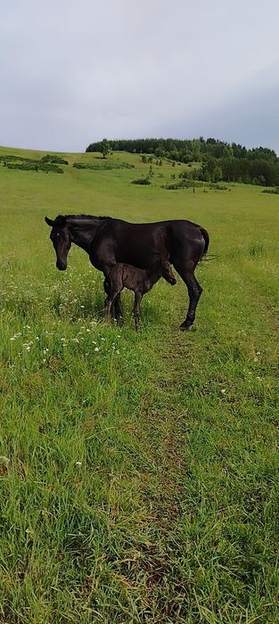 Продам Кобылу с жеребенком