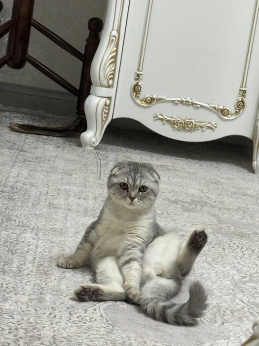 продаётся кошка "Scottish fold"