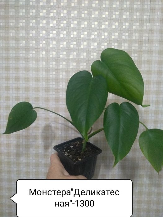 Продам Комнатные цветы