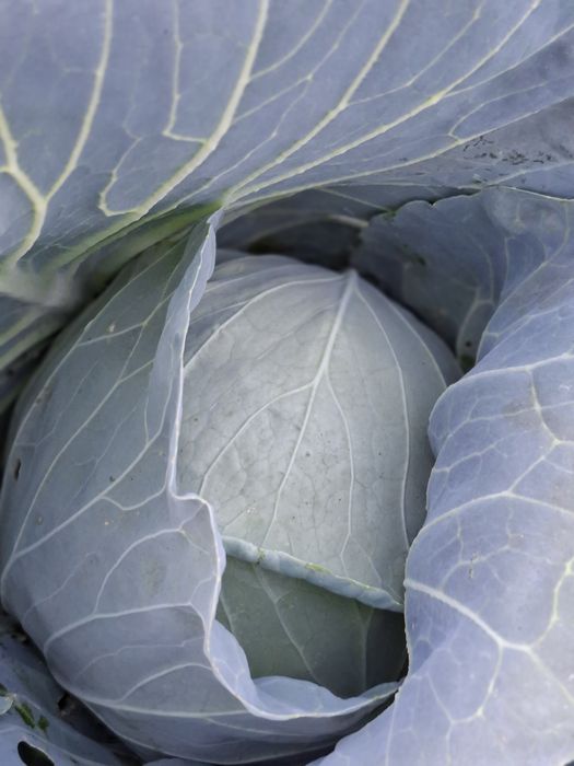 Varza Bucurest Recolta proprie