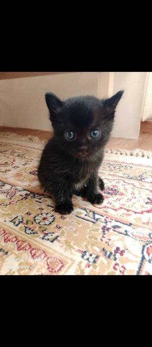 Милые котята. 1 месячные