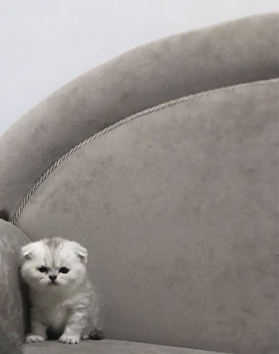 Котята продаются