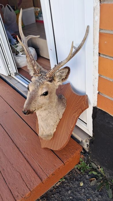 Сувениры ввиде Беркута, Косули