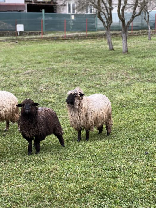 Oi bune pentru paste