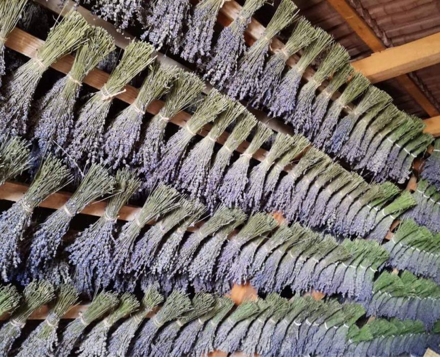 Vând buchete de lavandă si floare scuturata