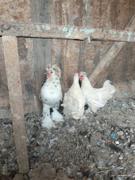 Продаётся карликовые куры