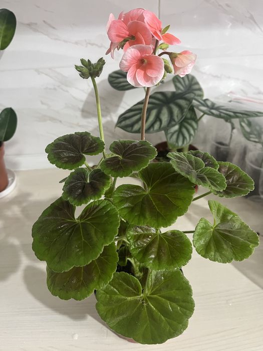 Комнатные растения