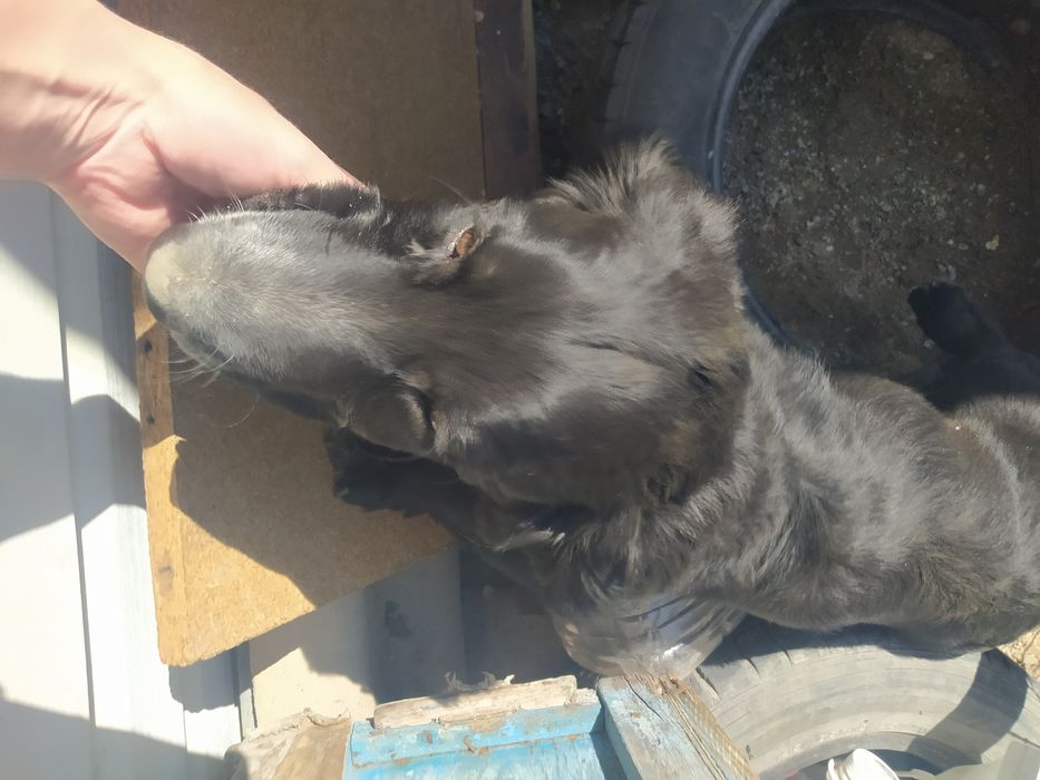 Отдам щенка в добрые руки