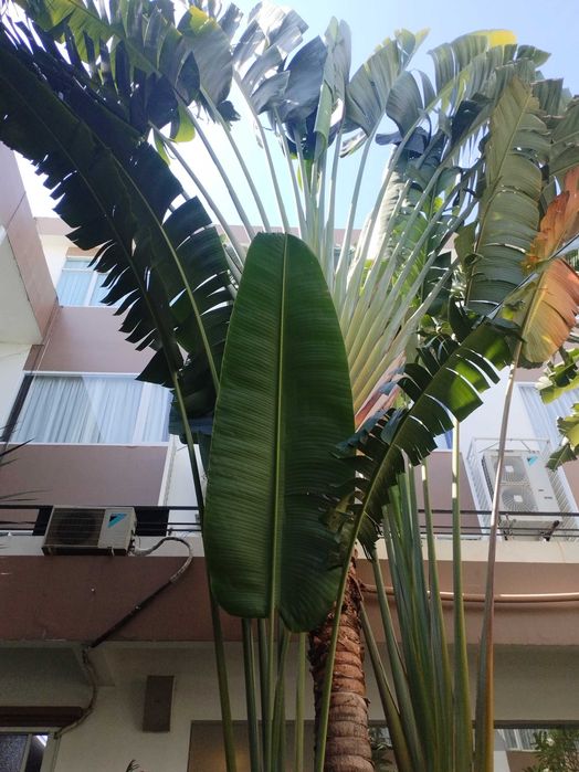 Массажист мужской