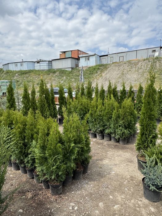 Декоративты елкалар