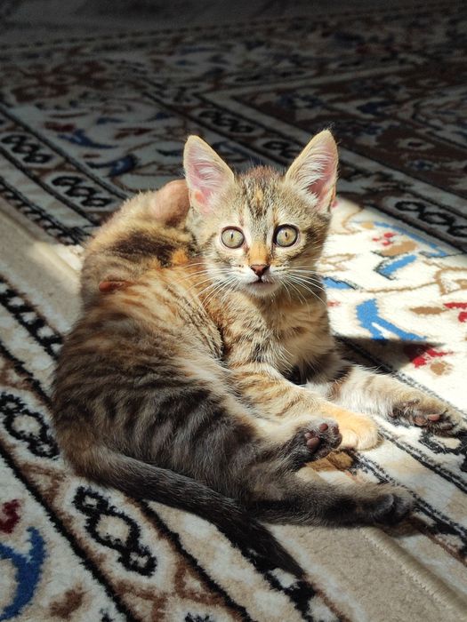 Отдаём котята бауырластар 2