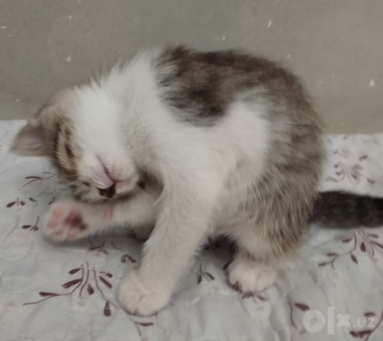 Котёнок домашний.