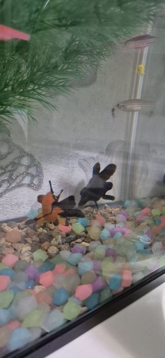 Balqi teleskop sotiladi