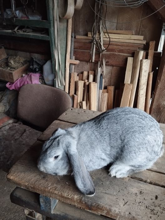 Mascul berbec german