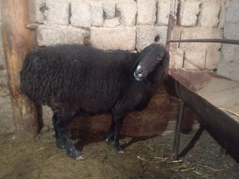 Nasldor sogliq bogoz qoy ургочи богоз