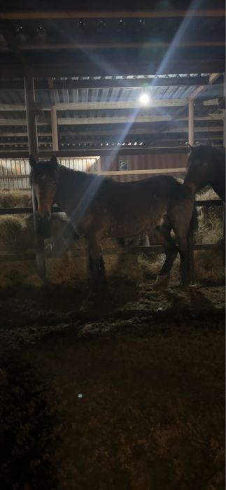 Айгыр полутяж  4 года