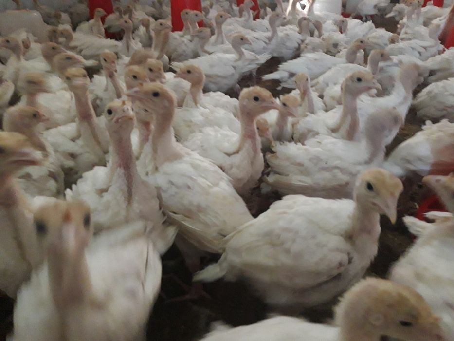 Big 6 jo’jalari sotiladi