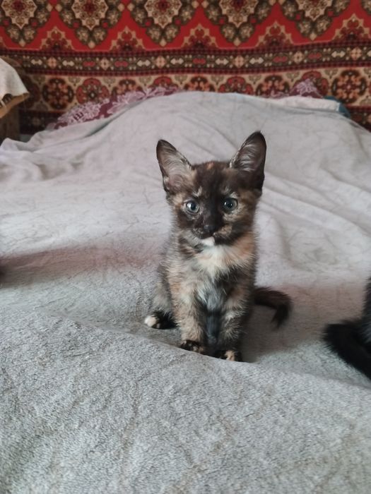Отдам котят в добрые руки