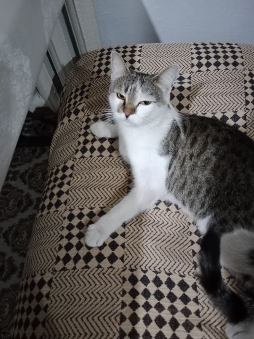 Отдам в добрые руки