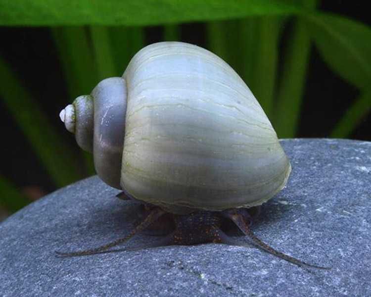 Чёрные ампулярии улитки для аквариума