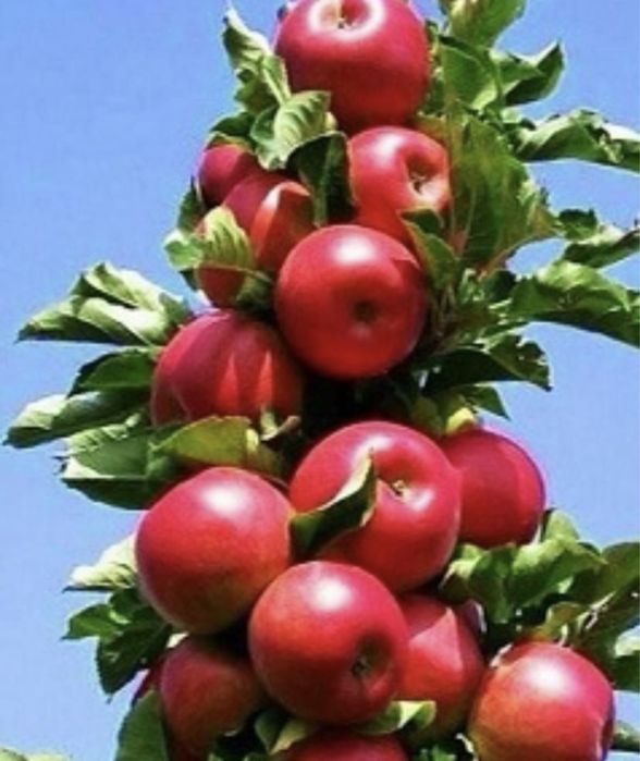 Pomi columnari orice soi anul 2/3/4 pe rod