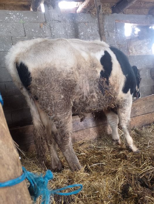 Taur de vânzare foarte cuminte