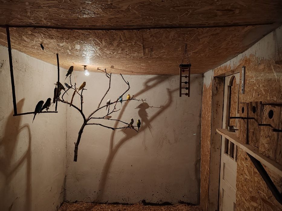 Perusi, papagali mici, se vinde.