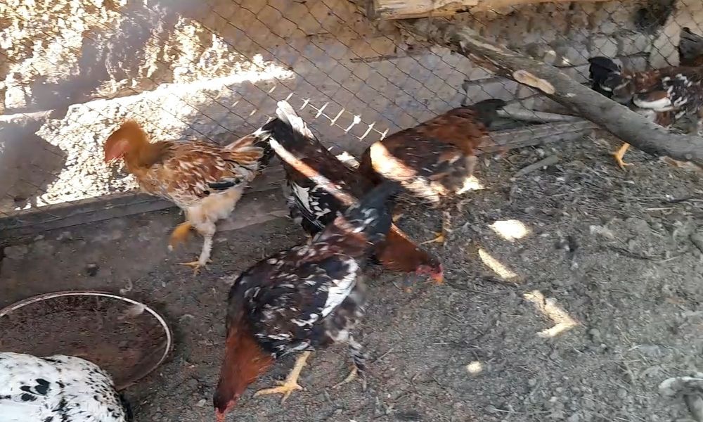 Juja xurozlar xar xil rangli