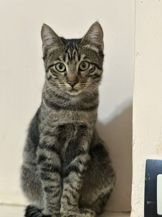 Котенок в хорошие руки