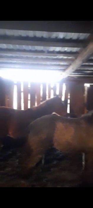 Продам Лошадей с откорма