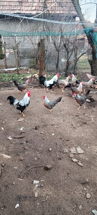 Ouă pentru incubat rasa italiană argintie