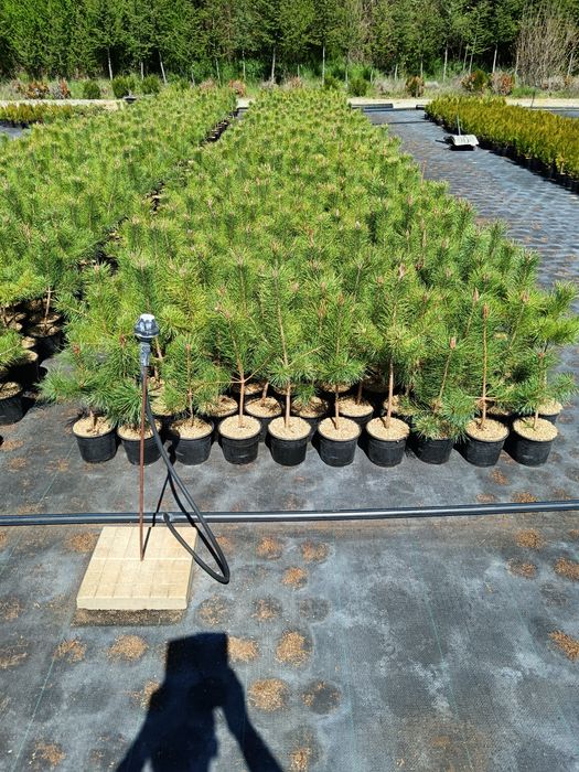 Бял бор 10 лв брой