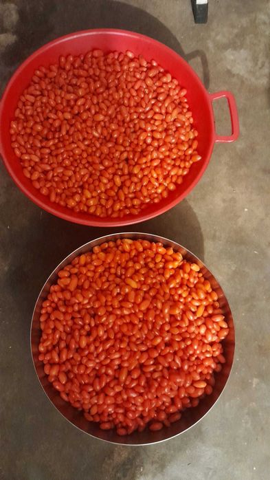 Fructe proaspete Goji (Lycium Barbarum)