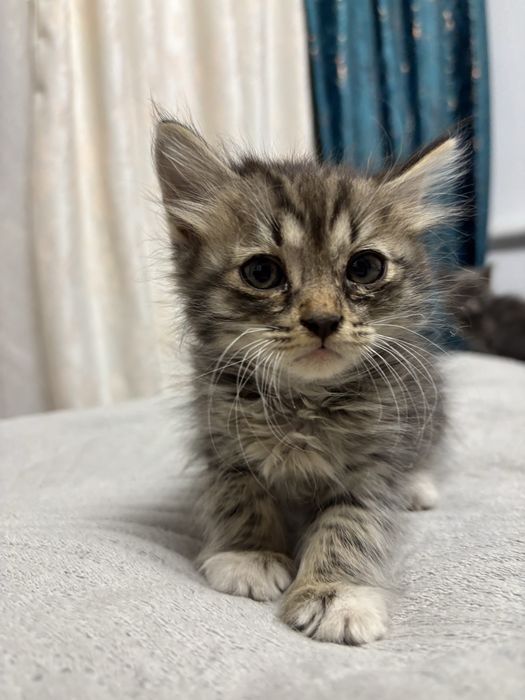 Котята бесплатно