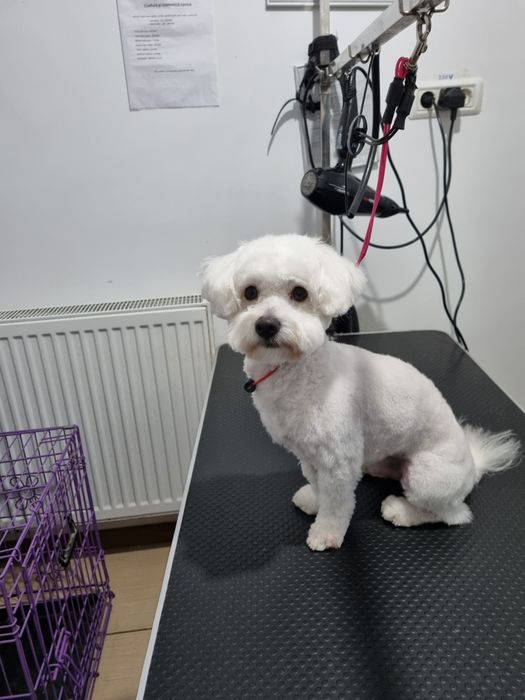 Coafor canin Micalaca