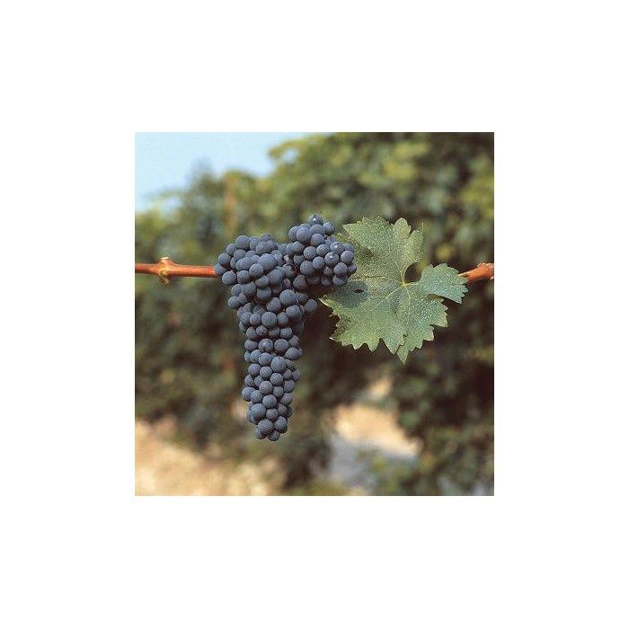 Vita de Vie  Nobila altoita de vin