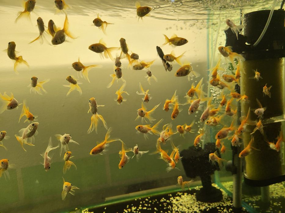 Продам золотых рыбок