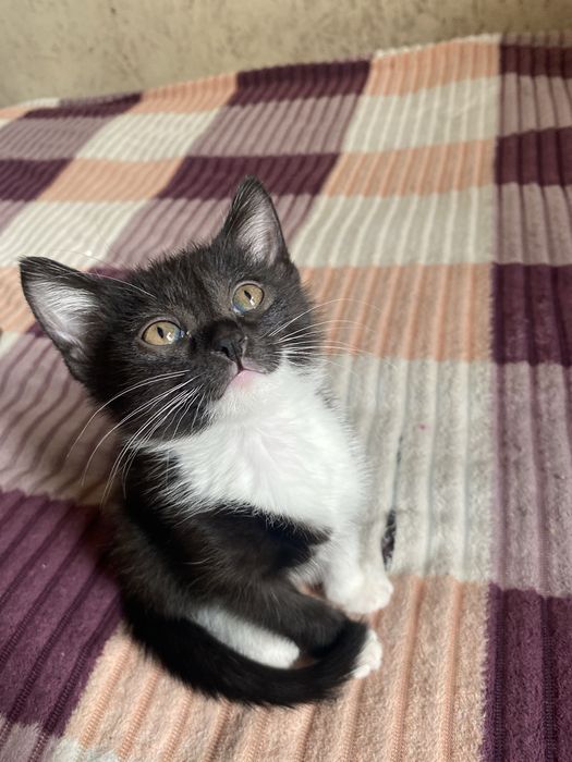 Котёнок продаётся