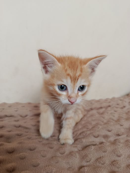 Отдам котят, 1 месяц