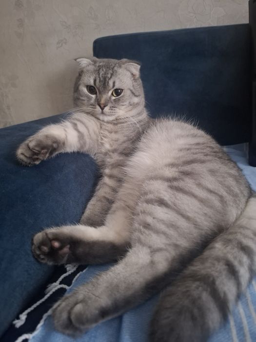 Кот скоттиш фолд