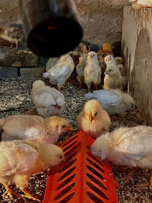 цыплята Адлерские