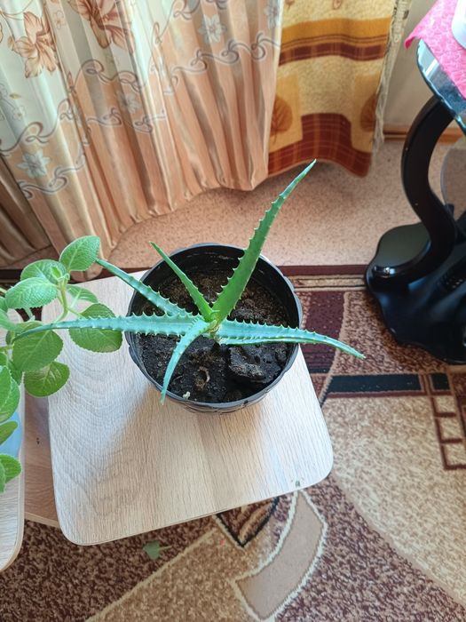 Продам комнатные цветы недорого.