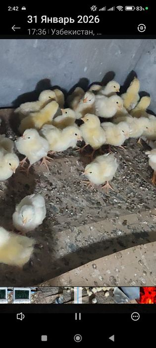 Хонаки кизил товуларни жужалари сотувда