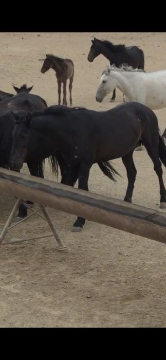 Үйір жылқы сатылады 16 бас айғырымен