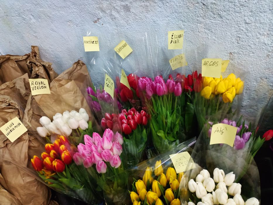 Тьюльпаны оптом от 300 тенге