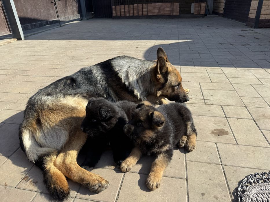 Щенки немецкой овчарки