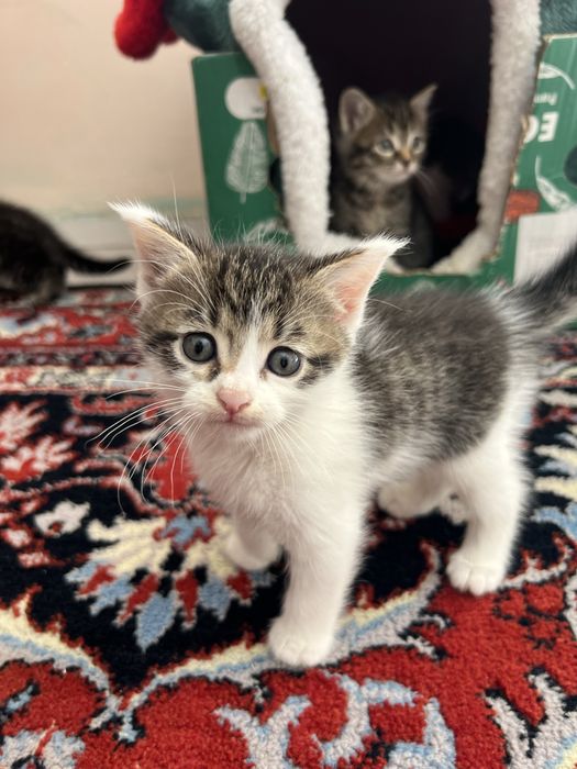 Милые игривые Котята