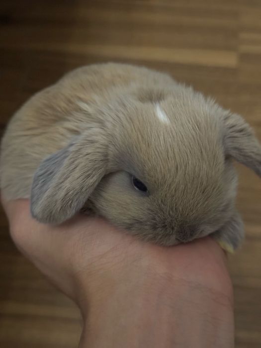 Декоративные кролик(вислоухие)