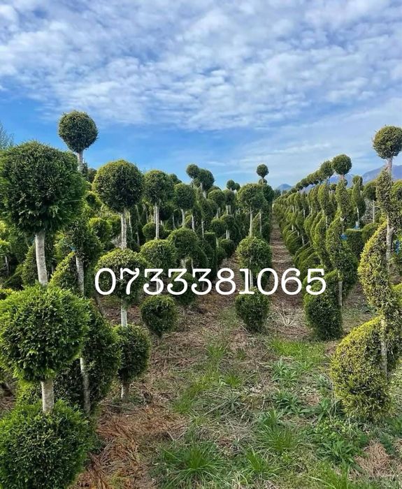 Laur englezesc,palmier,maslini,tuia,dif specii amenajari gradini